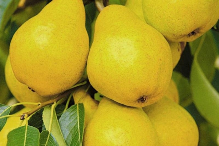 Груша колоновидная медовая