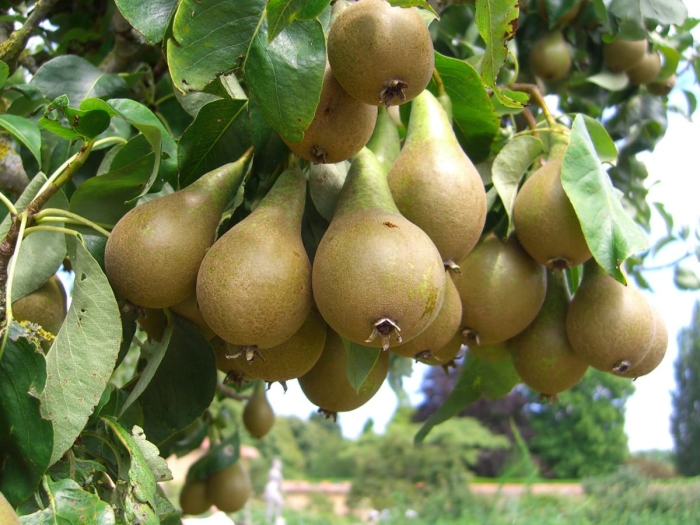 Груша тонковетка уральская