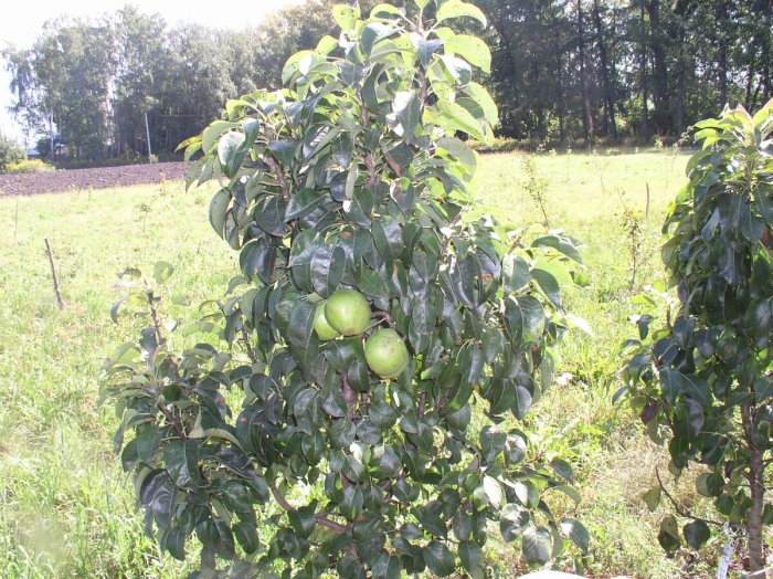 Яблоня карликовая чудное