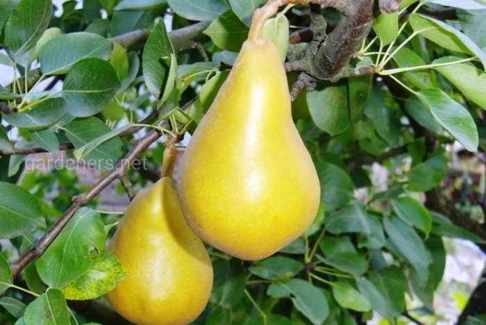 Груша гранд чемпион