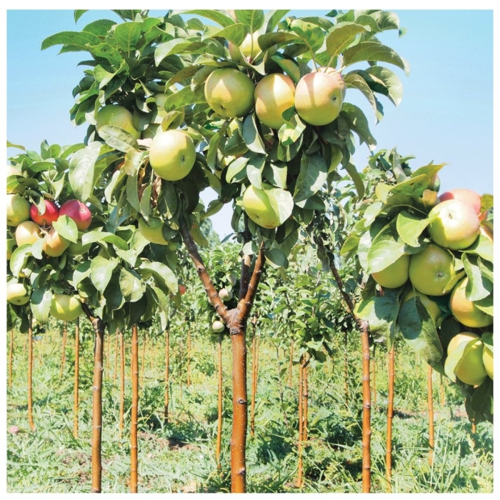 Карликовая колоновидная яблоня