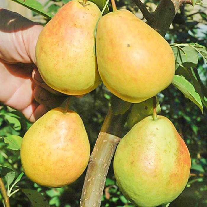 Груша колоновидная