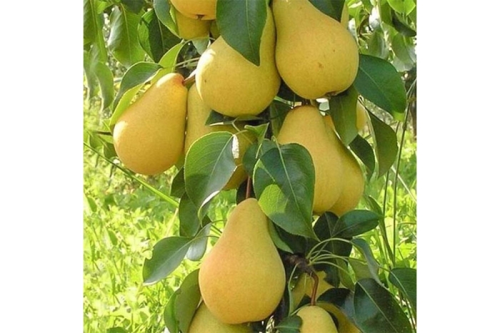 Груша сапфира колоновидная