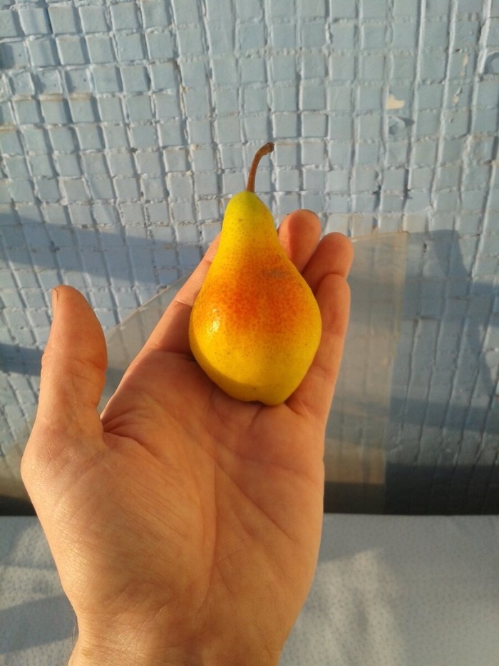 Груша лесная красавица