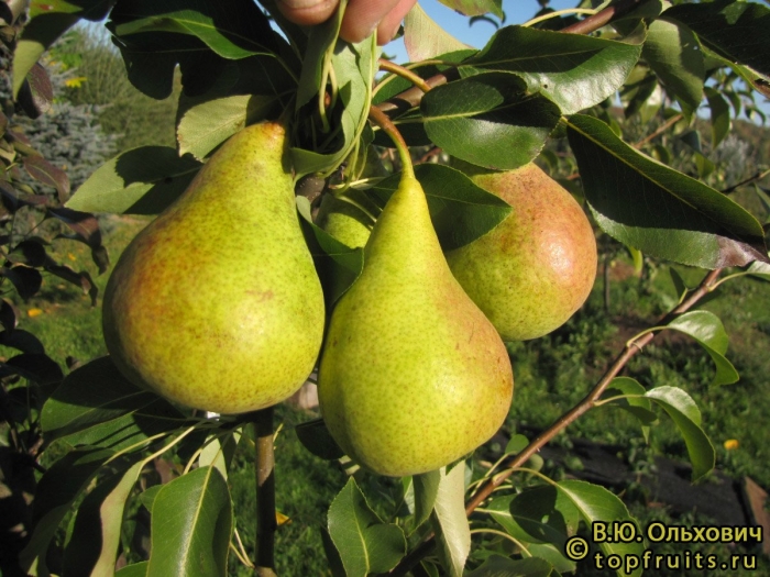 Саженцы груша завея