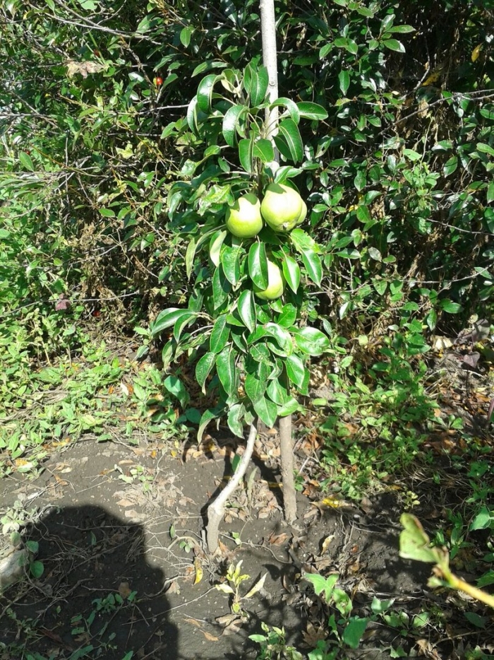 Саженец груши