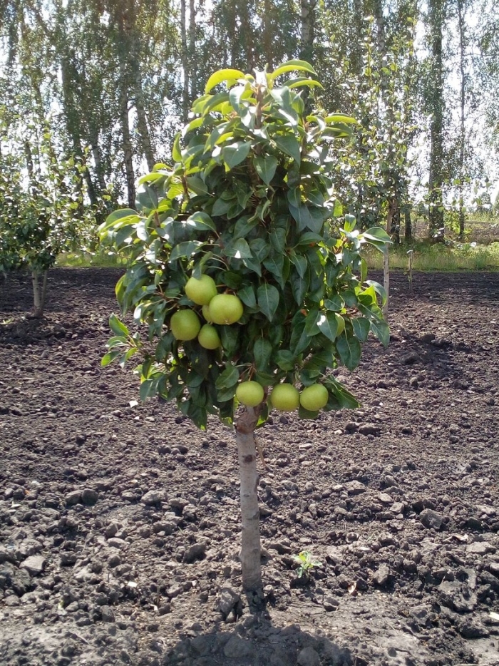 Колоновидная яблоня семеренко саженцы