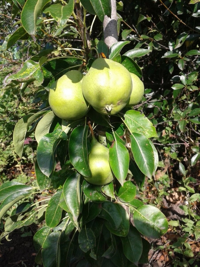 Груша найт верт