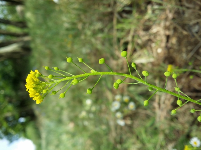 Неслия метельчатая