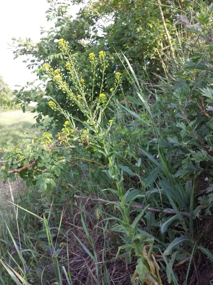 Свербига восточная