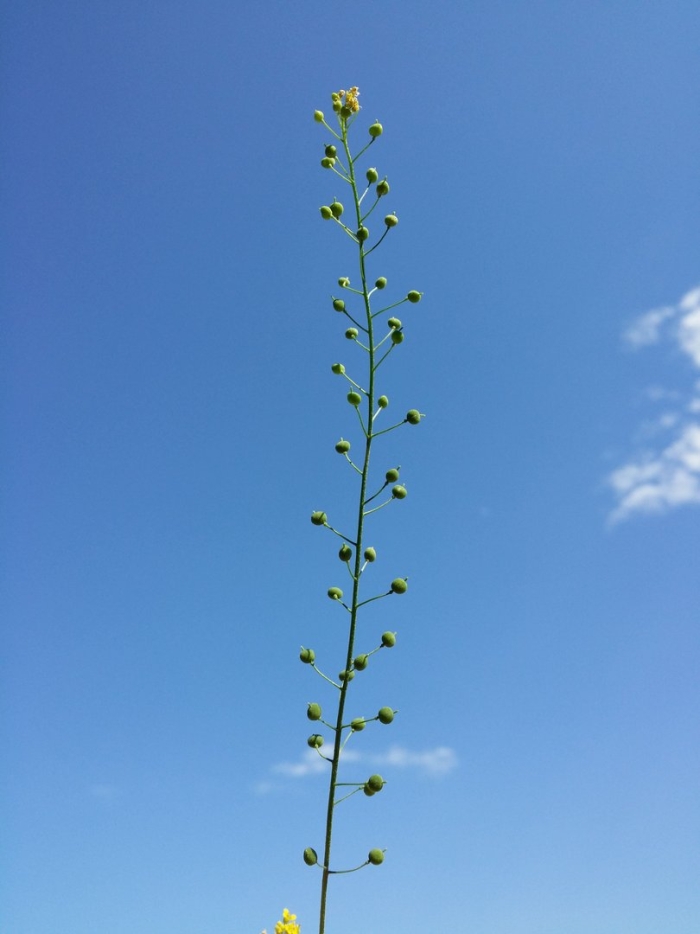 Camelina microcarpa