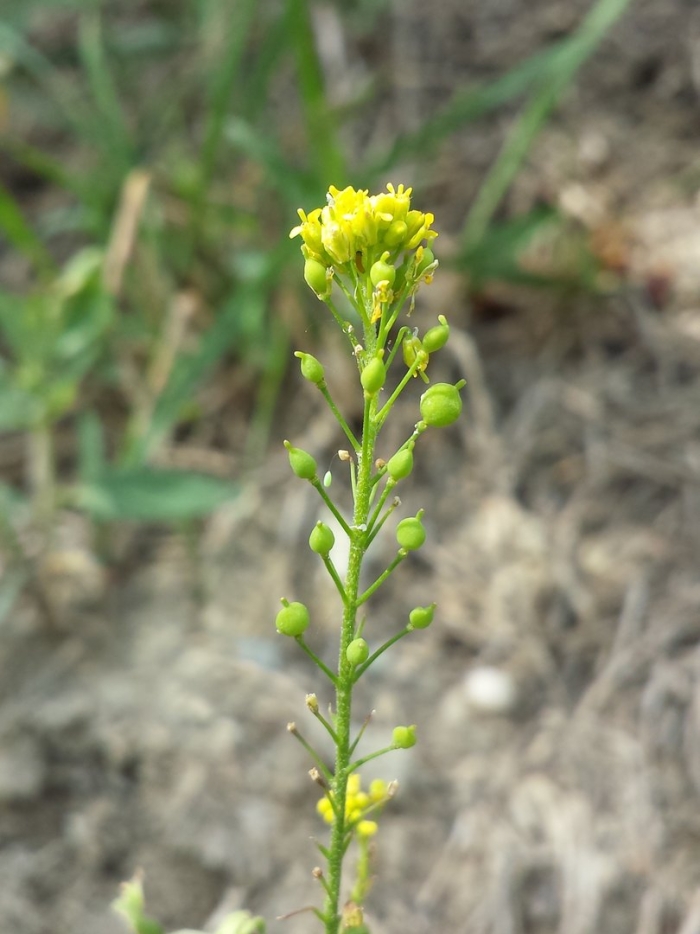 Brassica rapa var. perviridis