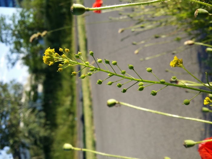 Рыжик посевной растение