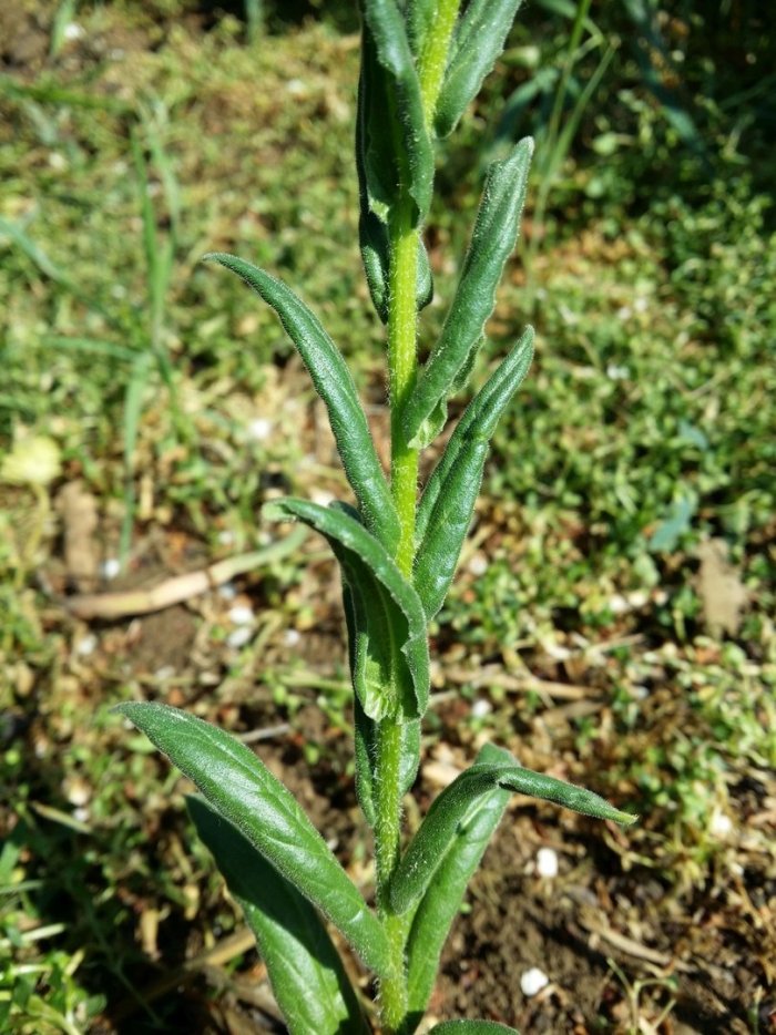 Рыжик мелкоплодный