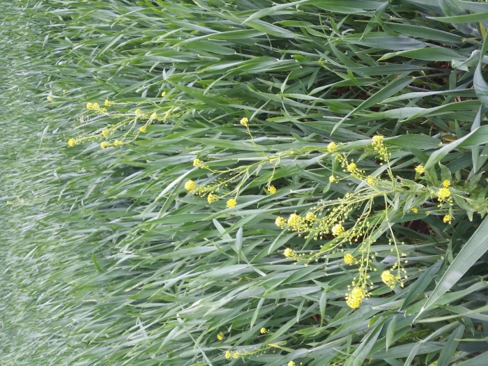 Горчица сарептская brassica juncea