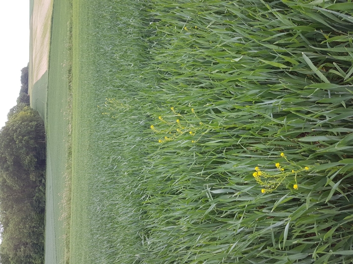 Трава на лугу