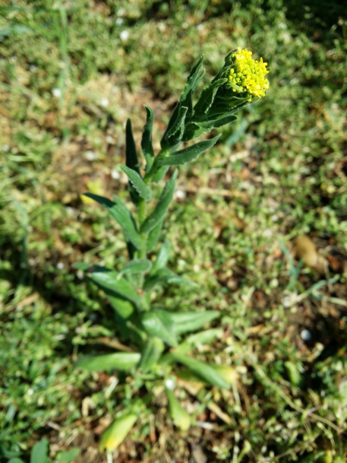 Erysimum cheiranthoides