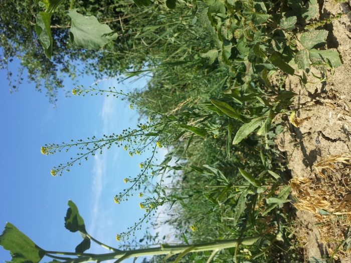 Растение рапс