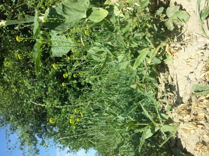 Растение горчица