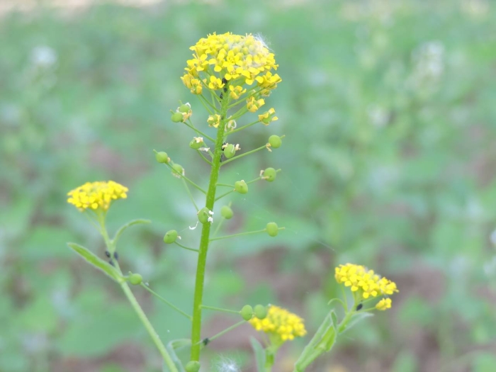 Сурепка обыкновенная