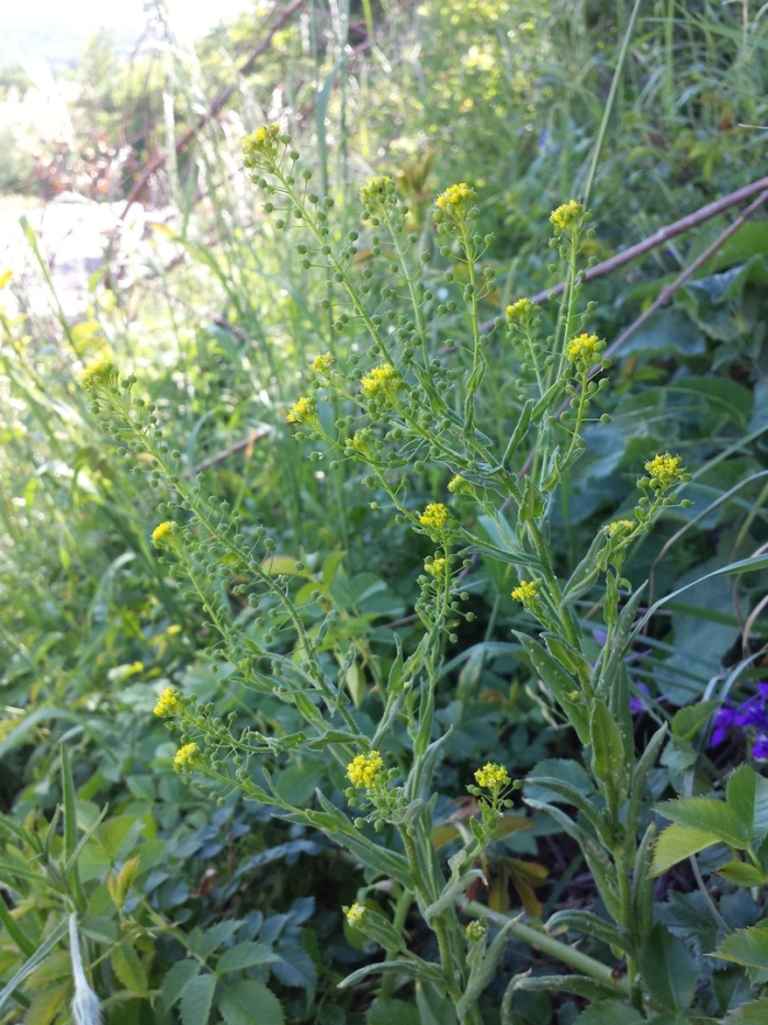 Сурепка обыкновенная