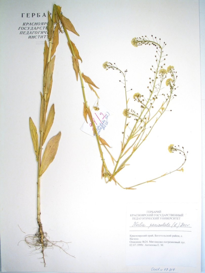 Желтушник раскидистый гербарий