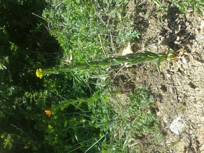 Осот желтый полевой