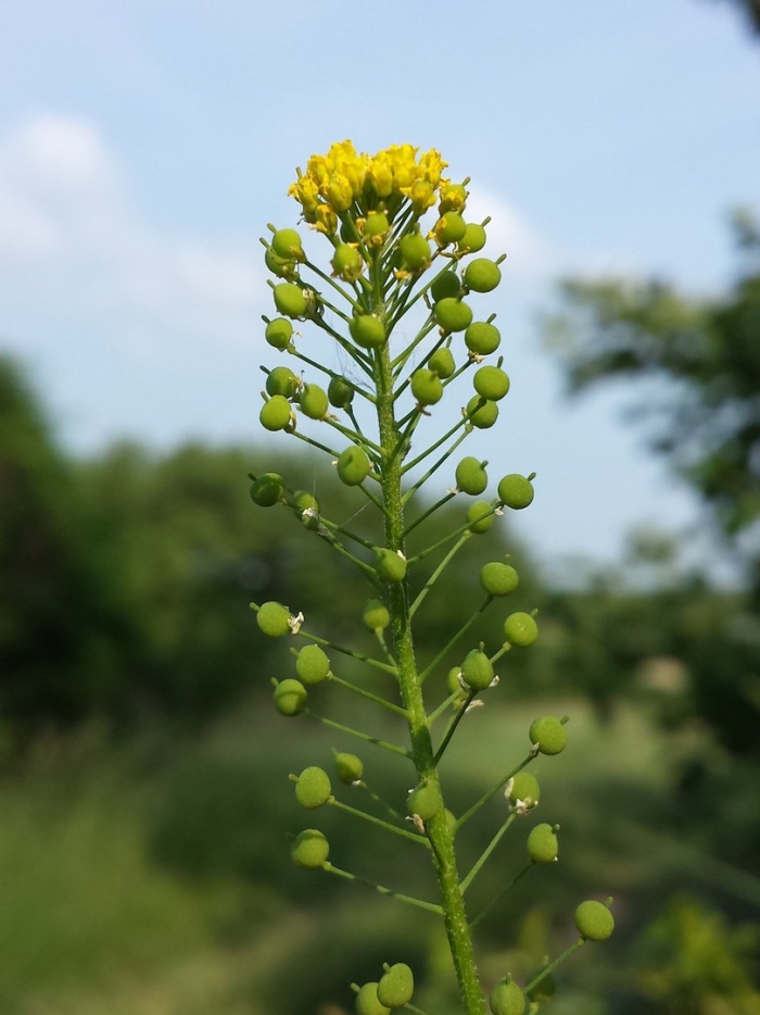 Неслия метельчатая