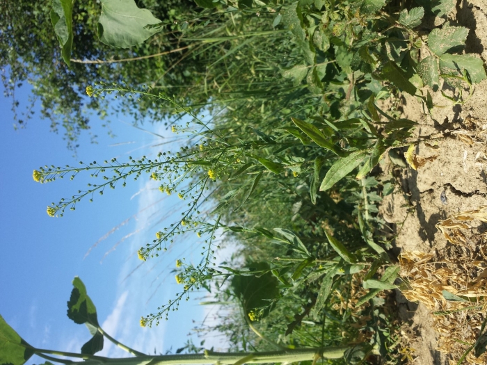 Растение рапс