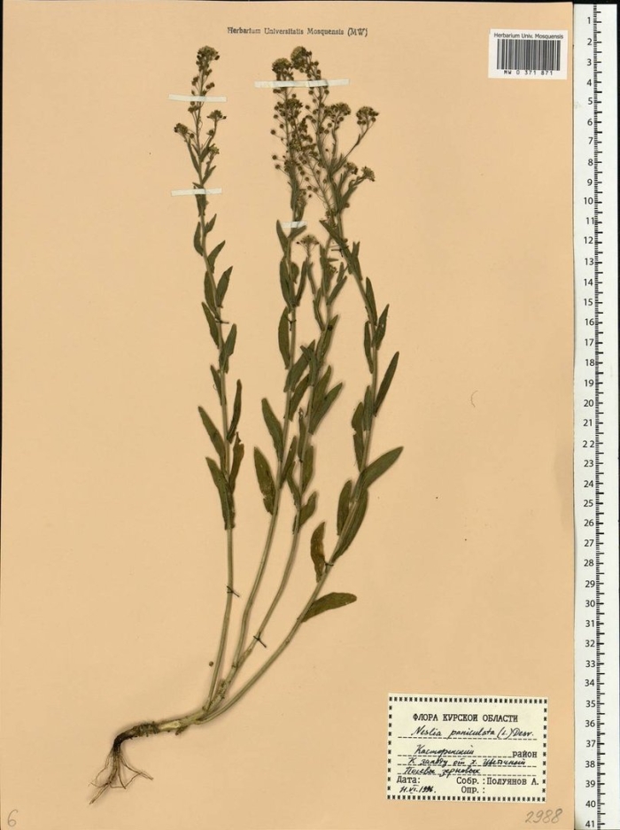 Икотник серо зеленый