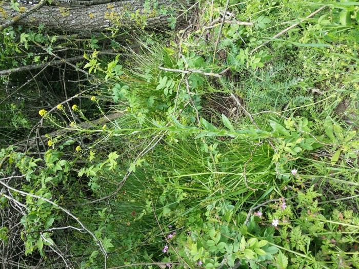 Sisymbrium officinale