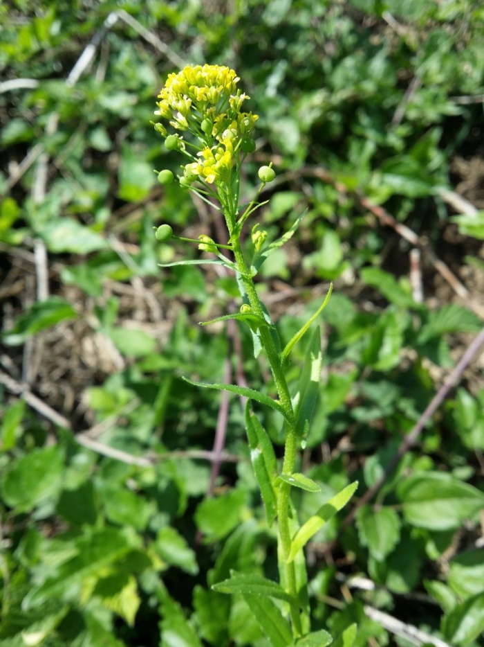 Сурепка полевая