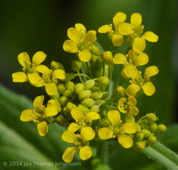 Горчица растение