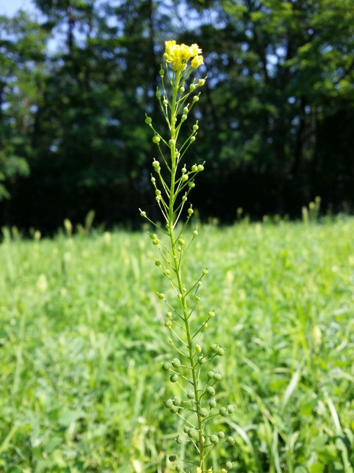 Неслия метельчатая