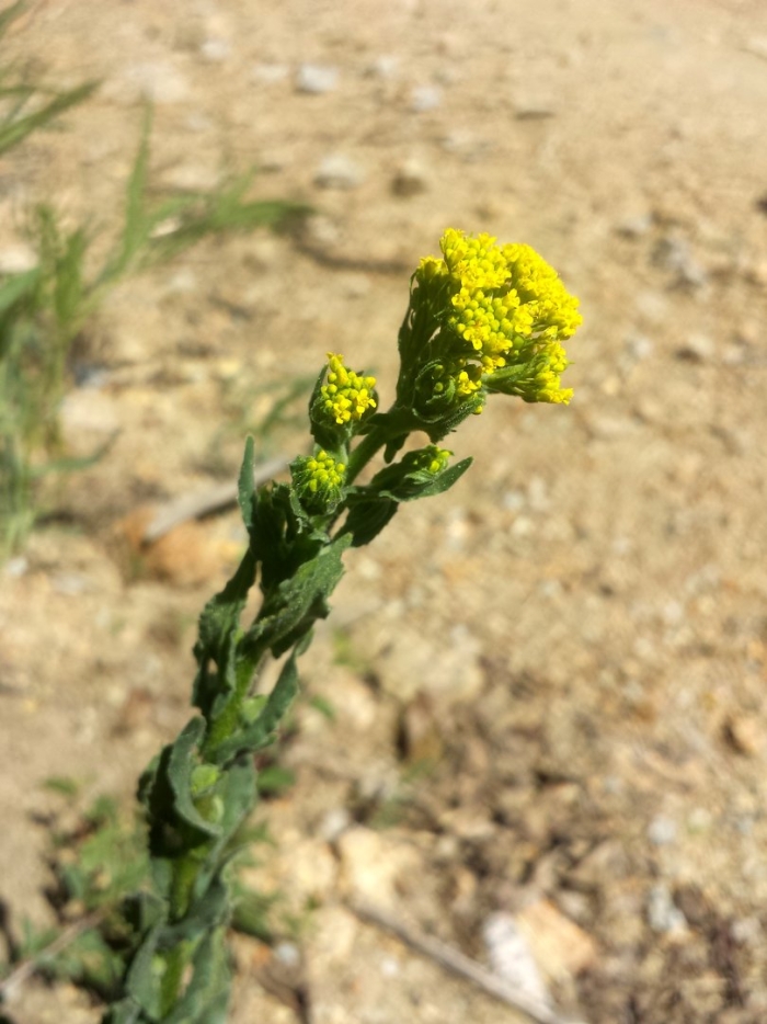 Бессмертник песчаный цмин