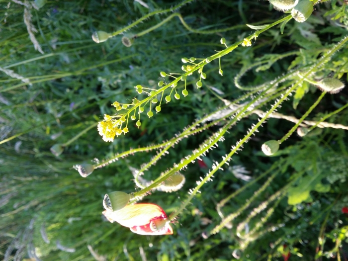 Растение мак