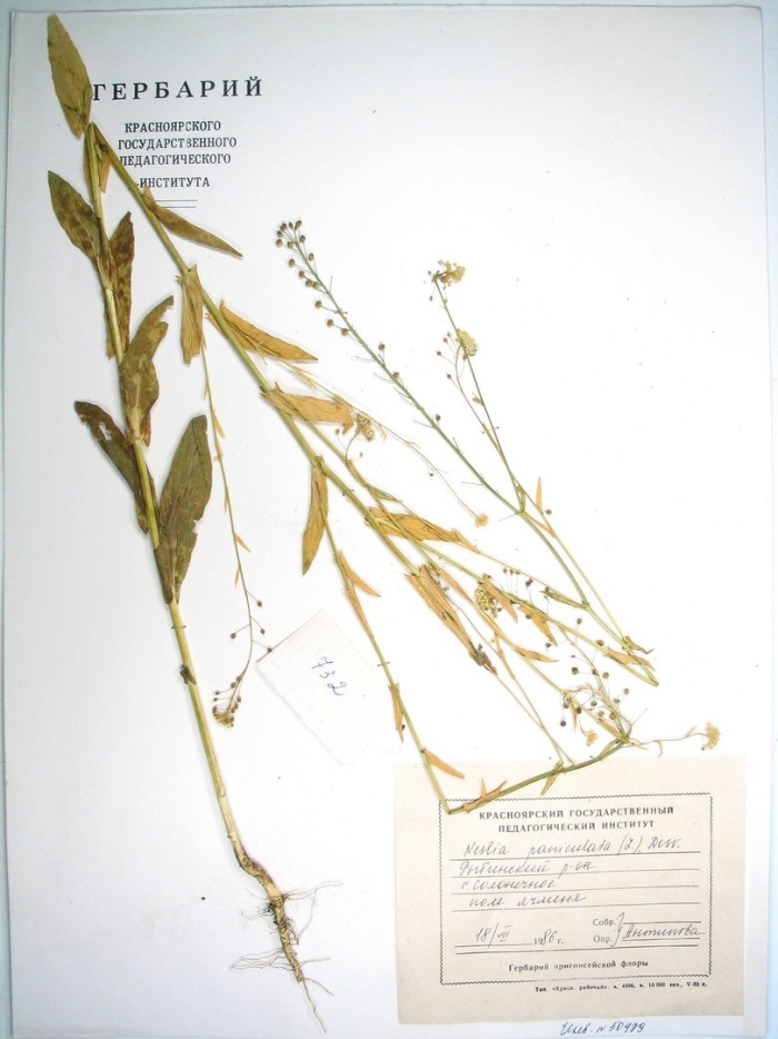 Клоповник широколистный гербарий