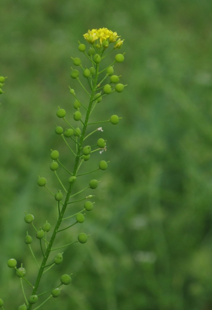 Неслия метельчатая