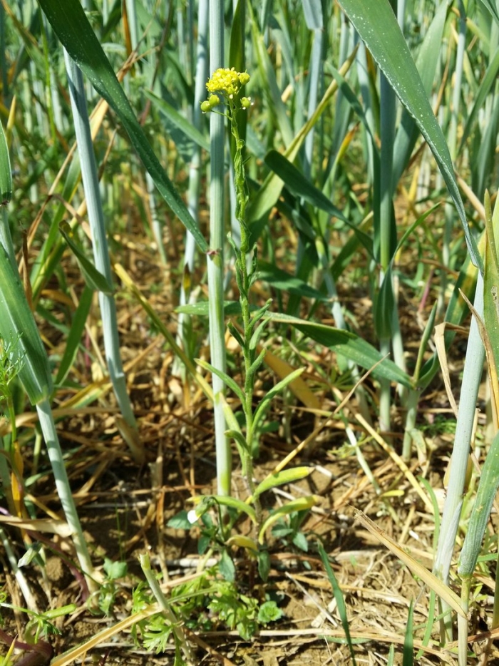 Сурепка обыкновенная