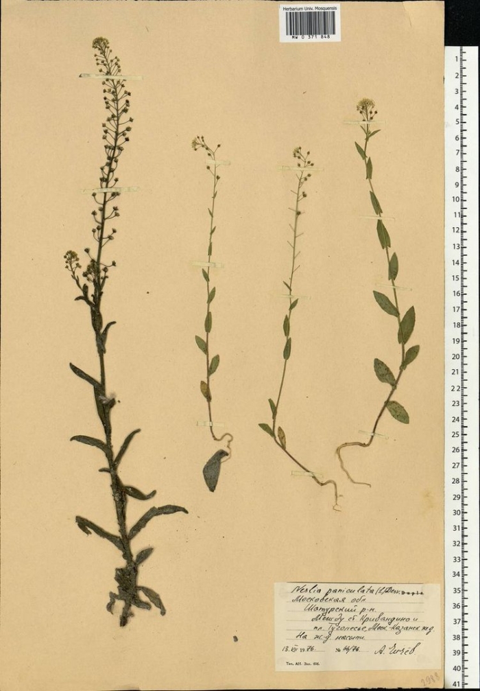 Пастушья сумка обыкновенная гербарий