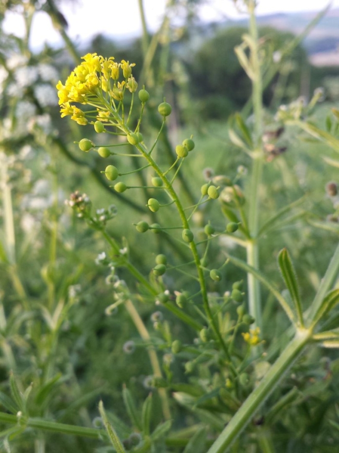Горчица сарептская brassica juncea