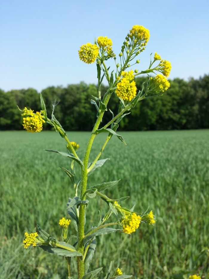 Сурепка свербига восточная