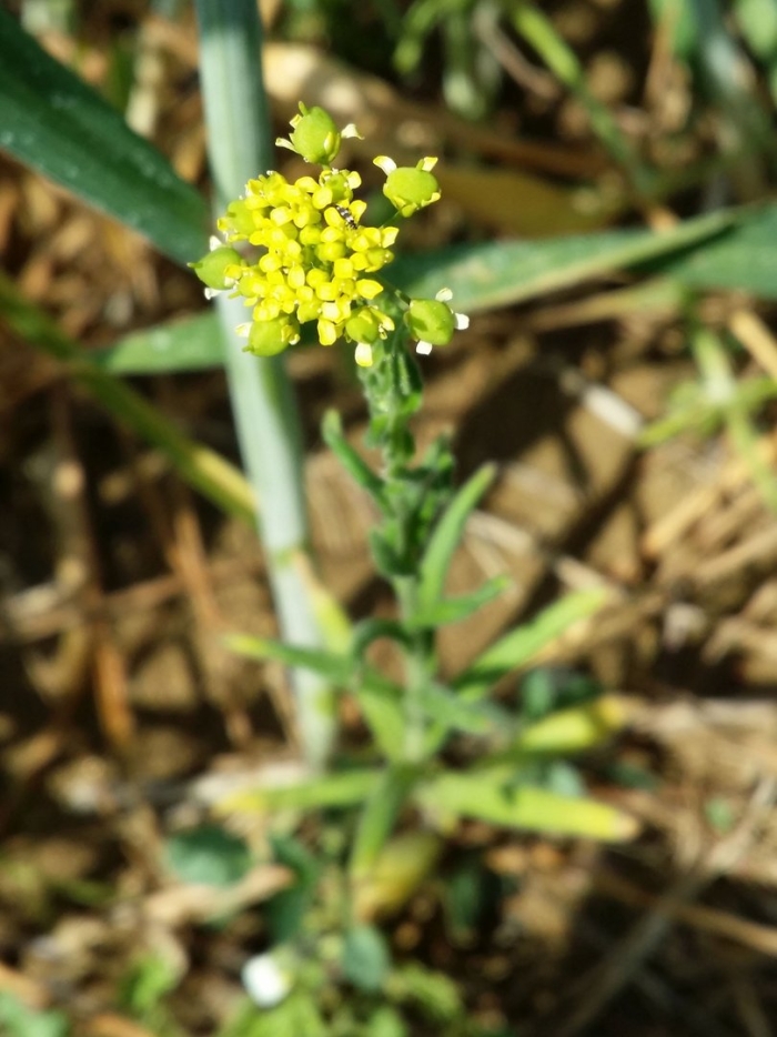 Euphorbia seguieriana