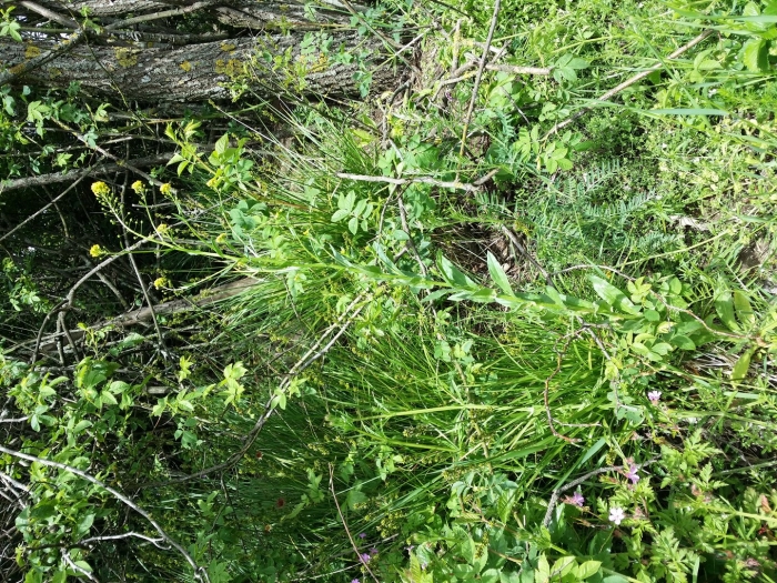 Свербига восточная bunias orientalis