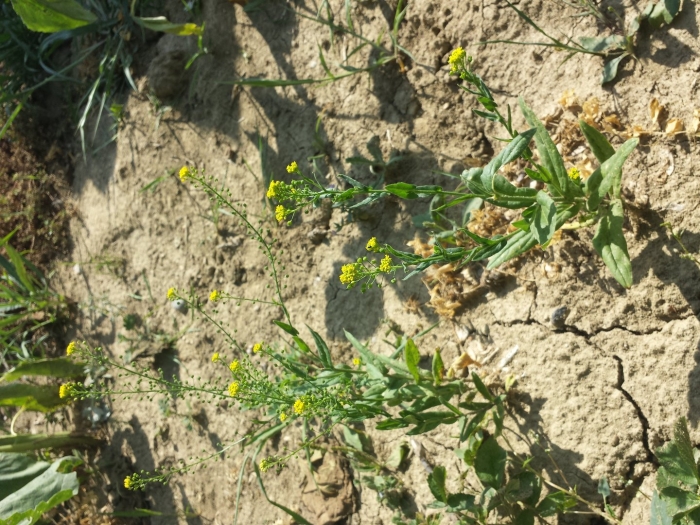 Желтушник левкойный