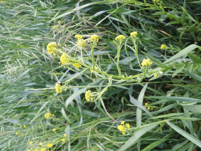 Свербига растение