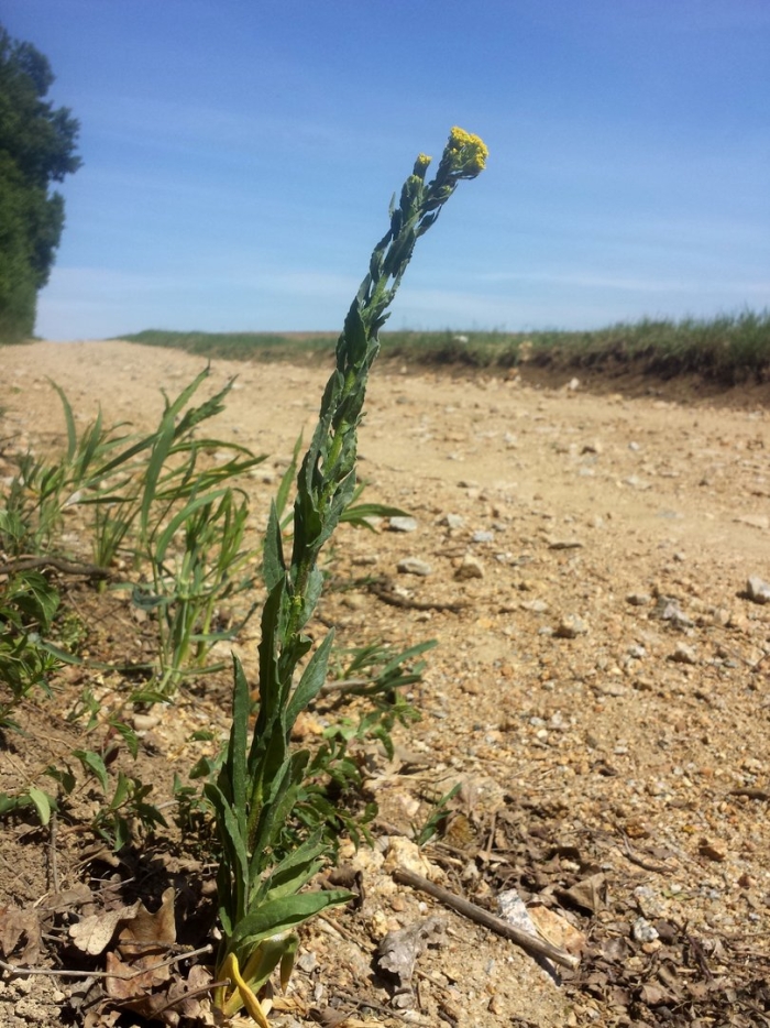 Бурачок пустынный (alyssum desertorum)