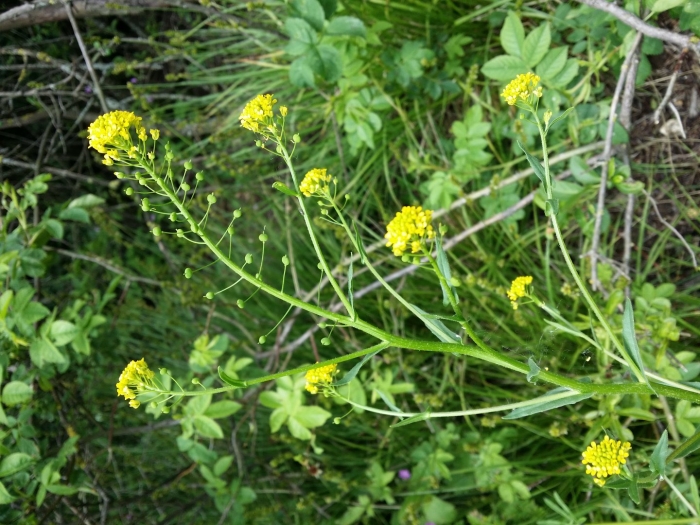 Гулявник лекарственный