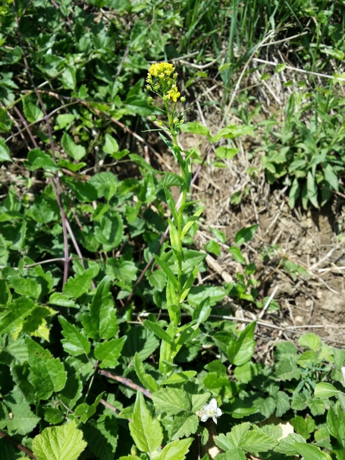 Сурепка barbarea vulgaris