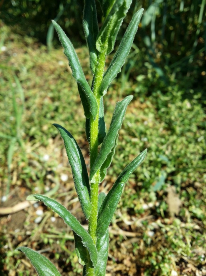 Чихотник обыкновенный ptarmica